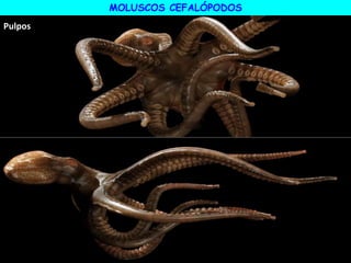 MOLUSCOS CEFALÓPODOS
Pulpos
 