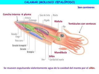 CALAMAR (MOLUSCO CEFALÓPODO)
Concha interna → pluma
Tentáculos con ventosas
Rádula
Son carnívoros
Sifón
Se mueven expulsando violentamente agua de la cavidad del manto por el sifón.
Mandíbula
 