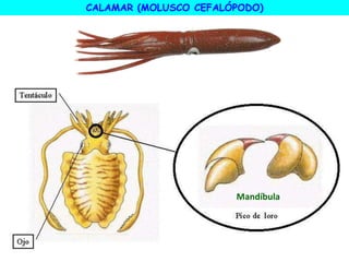 Mandíbula
CALAMAR (MOLUSCO CEFALÓPODO)
 