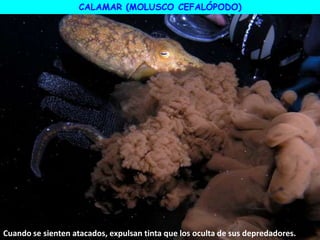 CALAMAR (MOLUSCO CEFALÓPODO)
Cuando se sienten atacados, expulsan tinta que los oculta de sus depredadores.
 