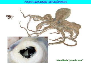 PULPO (MOLUSCO CEFALÓPODO)
Mandíbula “pico de loro”
 
