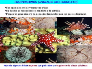 Muchas especies llevan espinas con piel sobre un esqueleto de placas calcáreas.
EQUINODERMOS (ANIMALES SIN ESQUELETO)
 