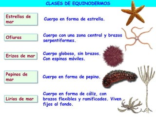Lirios de mar
Estrellas de
mar
Ofiuras
Erizos de mar
Pepinos de
mar
Cuerpo en forma de cáliz, con
brazos flexibles y ramificados. Viven
fijos al fondo.
Cuerpo en forma de estrella.
Cuerpo con una zona central y brazos
serpentiformes.
Cuerpo globoso, sin brazos.
Con espinas móviles.
Cuerpo en forma de pepino.
CLASES DE EQUINODERMOS
 
