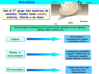 MOLUSCOS
Cabeza
Manto →
masa visceral
Pie musculoso
Son el 2º grupo más numeroso de
animales. Pueden tener concha
externa, interna o no tener.
 