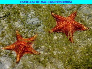 ESTRELLAS DE MAR (EQUINODERMOS)
 