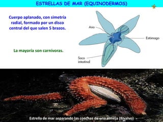 ESTRELLAS DE MAR (EQUINODERMOS)
Estrella de mar separando las conchas de una almeja (Bivalvo)
Cuerpo aplanado, con simetría
radial, formado por un disco
central del que salen 5 brazos.
La mayoría son carnívoras.
 
