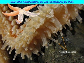 SISTEMA AMBULACRAL DE LAS ESTRELLAS DE MAR
Pies ambulacrales
 