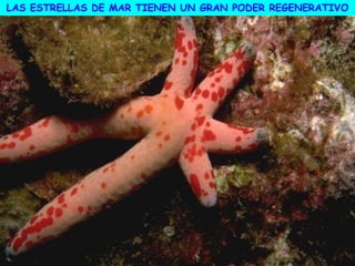 LAS ESTRELLAS DE MAR TIENEN UN GRAN PODER REGENERATIVO
 
