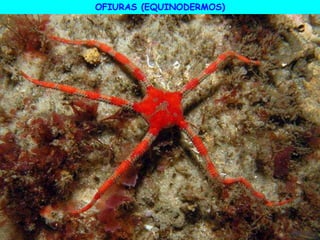 OFIURAS (EQUINODERMOS)
 