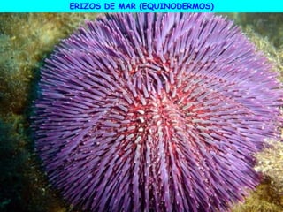 ERIZOS DE MAR (EQUINODERMOS)
 