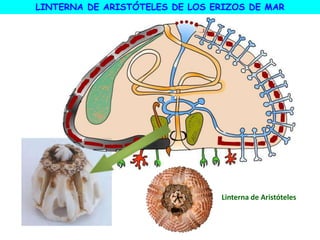 LINTERNA DE ARISTÓTELES DE LOS ERIZOS DE MAR
Linterna de Aristóteles
 