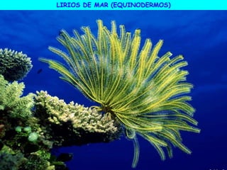 LIRIOS DE MAR (EQUINODERMOS)
 