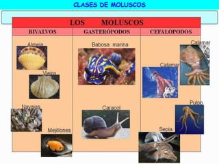 CLASES DE MOLUSCOS
 