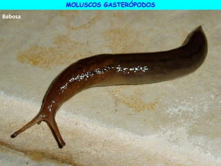 Babosa
MOLUSCOS GASTERÓPODOS
 