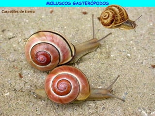 MOLUSCOS GASTERÓPODOS
Caracoles de tierra
 