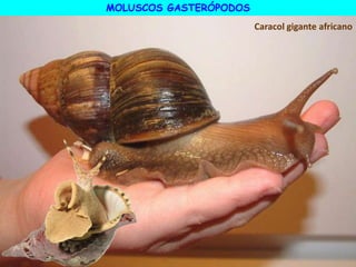 MOLUSCOS GASTERÓPODOS
Caracol gigante africano
 