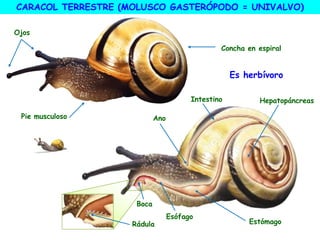 Hepatopáncreas
Estómago
Boca
Ano
Esófago
Intestino
Rádula
CARACOL TERRESTRE (MOLUSCO GASTERÓPODO = UNIVALVO)
Ojos
Pie musculoso
Concha en espiral
Es herbívoro
 