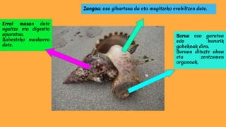 Burua oso garatua
edo bururik
gabekoak dira.
Buruan dituzte ahoa
eta zentzumen
organoak.
Errai masan dute
ugaltze eta digestio
aparatua.
Babesteko maskorra
dute.
Zangoa: oso gihartsua da eta mugitzeko erabiltzen dute.
 