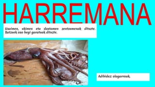 Usaimen, ukimen eta dastamen zentzumenak dituzte.
Batzuek oso begi garatuak dituzte.
Adibidez: olagarroak.
 