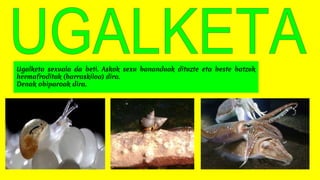 Ugalketa sexuala da beti. Askok sexu bananduak dituzte eta beste batzuk
hermafroditak (barraskiloa) dira.
Denak obiparoak dira.
 