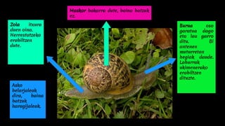 Burua oso
garatua dago
eta lau garro
ditu. Bi
antenen
muturretan
begiak daude.
Laburrak
ukimenerako
erabiltzen
dituzte.
Zola itxura
duen oina.
Herrestatzeko
erabiltzen
dute.
Maskor bakarra dute, baina batzuk
ez.
Asko
belarjaleak
dira, baina
batzuk
haragijaleak.
 