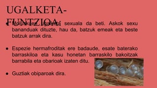 UGALKETA-
FUNTZIOA:● Moluskuen ugalketa sexuala da beti. Askok sexu
bananduak dituzte, hau da, batzuk emeak eta beste
batzuk arrak dira.
● Espezie hermafroditak ere badaude, esate baterako
barraskiloa eta kasu honetan barraskilo bakoitzak
barrabila eta obarioak izaten ditu.
● Guztiak obiparoak dira.
 
