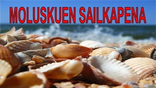MOLUSKUAK 1B