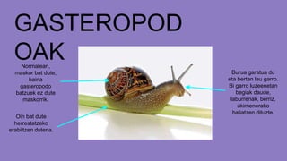 GASTEROPOD
OAK
Burua garatua du
eta bertan lau garro.
Bi garro luzeenetan
begiak daude,
laburrenak, berriz,
ukimenerako
baliatzen dituzte.
Normalean,
maskor bat dute,
baina
gasteropodo
batzuek ez dute
maskorrik.
Oin bat dute
herrestatzeko
erabiltzen dutena.
 