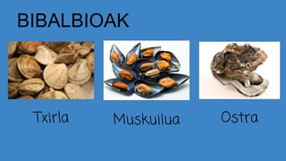 BIBALBIOAK
Txirla Muskuilua Ostra
 