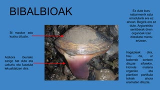 BIBALBIOAK
Aizkora itxurako
zango bat dute eta
uzkurtu eta luzatuta
lekualdatzen dira.
Bi maskor edo
kusku dituzte.
Ez dute buru
nabarmenik ezta
erradularik ere ez
ahoan. Begirik ere ez
dute. Argiarekiko
sentiberak diren
organoak izan
ditzakete mantu
ertzean.
Iragazleak dira,
hau da, ur
lasterrak sortzen
dituzte sifoiekin.
Horrela materia
organiko eta
plankton partikula
txikiak ahora
eramaten dituzte.
 