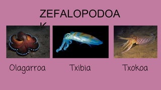 ZEFALOPODOA
K
Olagarroa Txibia Txokoa
 