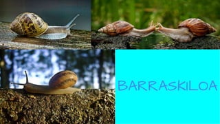 BARRASKILOA
 