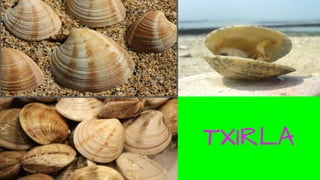 TXIRLA
 