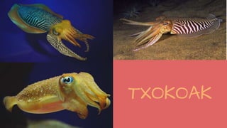 TXOKOAK
 