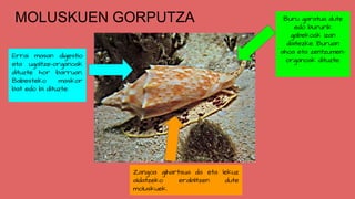 Buru garatua dute
edo bururik
gabekoak izan
daitezke. Buruan
ahoa eta zentzumen-
organoak dituzte.
Errai masan digestio
eta ugaltze-organoak
dituzte hor barruan.
Babesteko maskor
bat edo bi dituzte.
Zangoa gihartsua da eta lekuz
aldatzeko erabiltzen dute
moluskuek.
MOLUSKUEN GORPUTZA
 