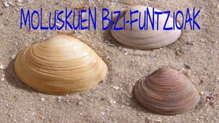 MOLUSKUAK 1B