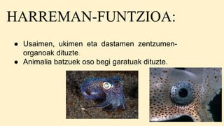 HARREMAN-FUNTZIOA:
● Usaimen, ukimen eta dastamen zentzumen-
organoak dituzte.
● Animalia batzuek oso begi garatuak dituzte.
 