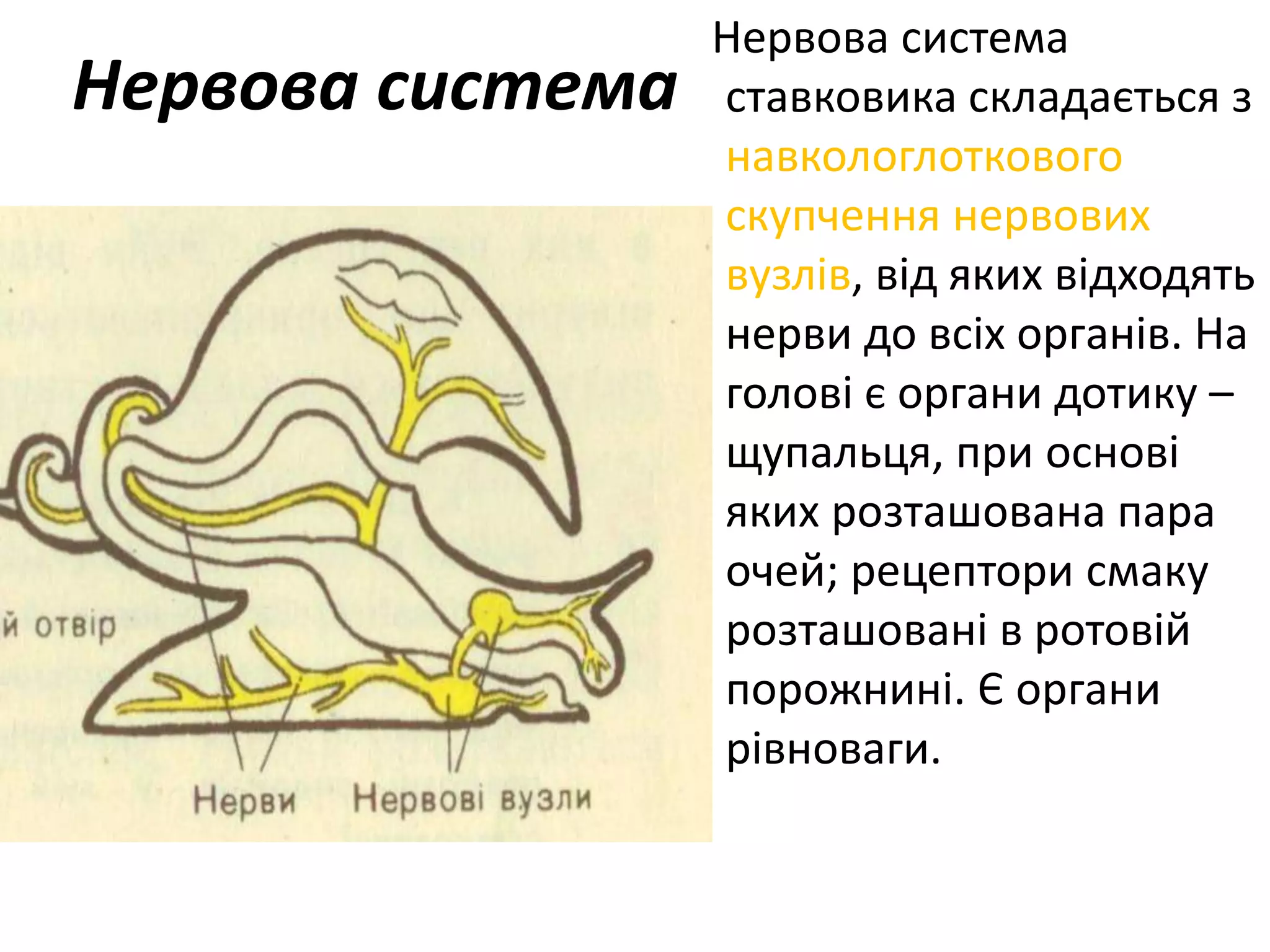 Нервова система
Нервова система
ставковика складається з
навкологлоткового
скупчення нервових
вузлів, від яких відходять
нерви до всіх органів. На
голові є органи дотику –
щупальця, при основі
яких розташована пара
очей; рецептори смаку
розташовані в ротовій
порожнині. Є органи
рівноваги.
 