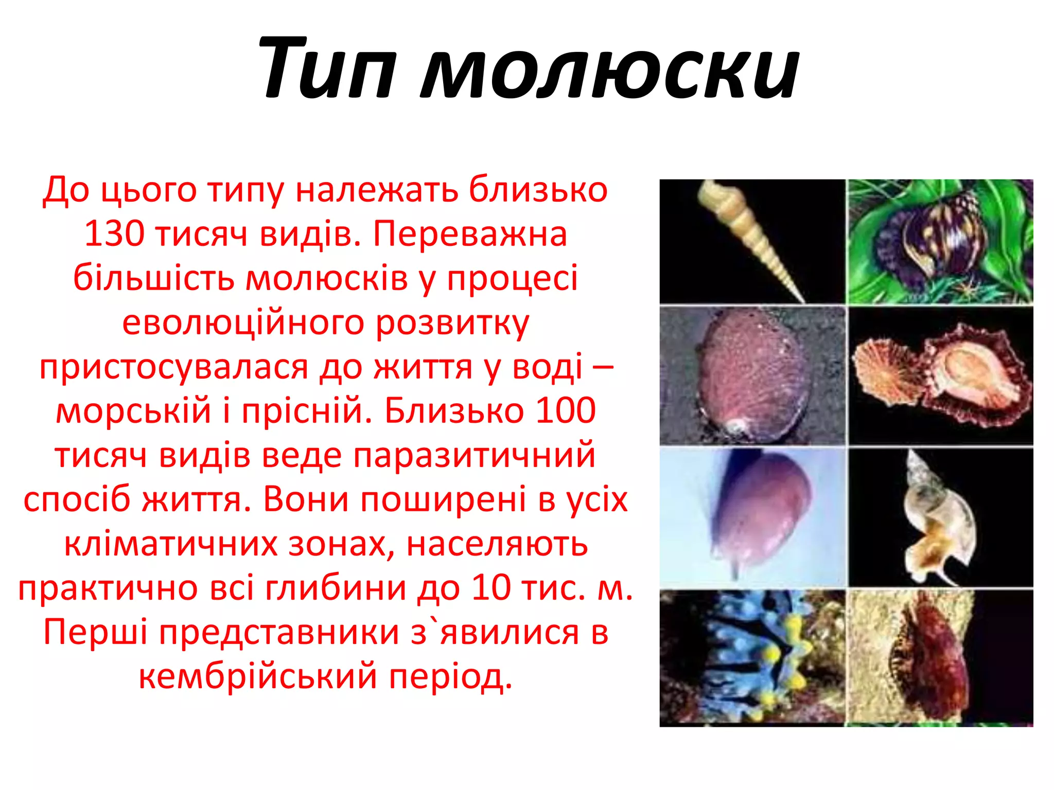 Тип молюски
До цього типу належать близько
130 тисяч видів. Переважна
більшість молюсків у процесі
еволюційного розвитку
пристосувалася до життя у воді –
морській і прісній. Близько 100
тисяч видів веде паразитичний
спосіб життя. Вони поширені в усіх
кліматичних зонах, населяють
практично всі глибини до 10 тис. м.
Перші представники з`явилися в
кембрійський період.
 