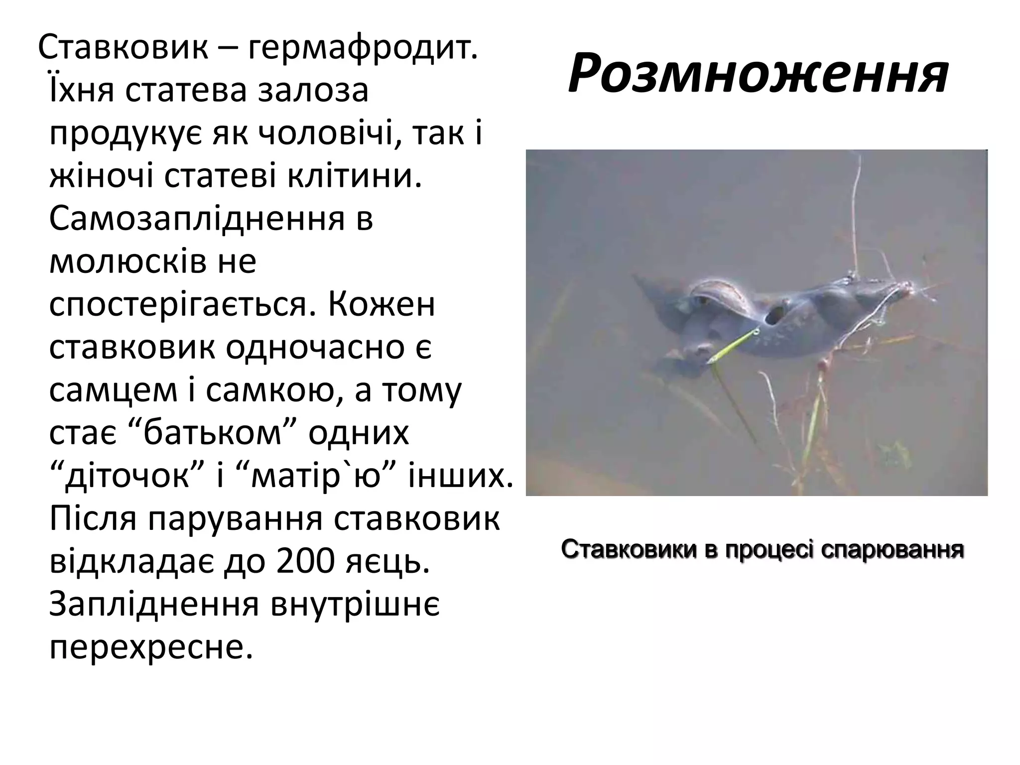 Розмноження
Ставковик – гермафродит.
Їхня статева залоза
продукує як чоловічі, так і
жіночі статеві клітини.
Самозапліднення в
молюсків не
спостерігається. Кожен
ставковик одночасно є
самцем і самкою, а тому
стає “батьком” одних
“діточок” і “матір`ю” інших.
Після парування ставковик
відкладає до 200 яєць.
Запліднення внутрішнє
перехресне.
Ставковики в процесі спарювання
 