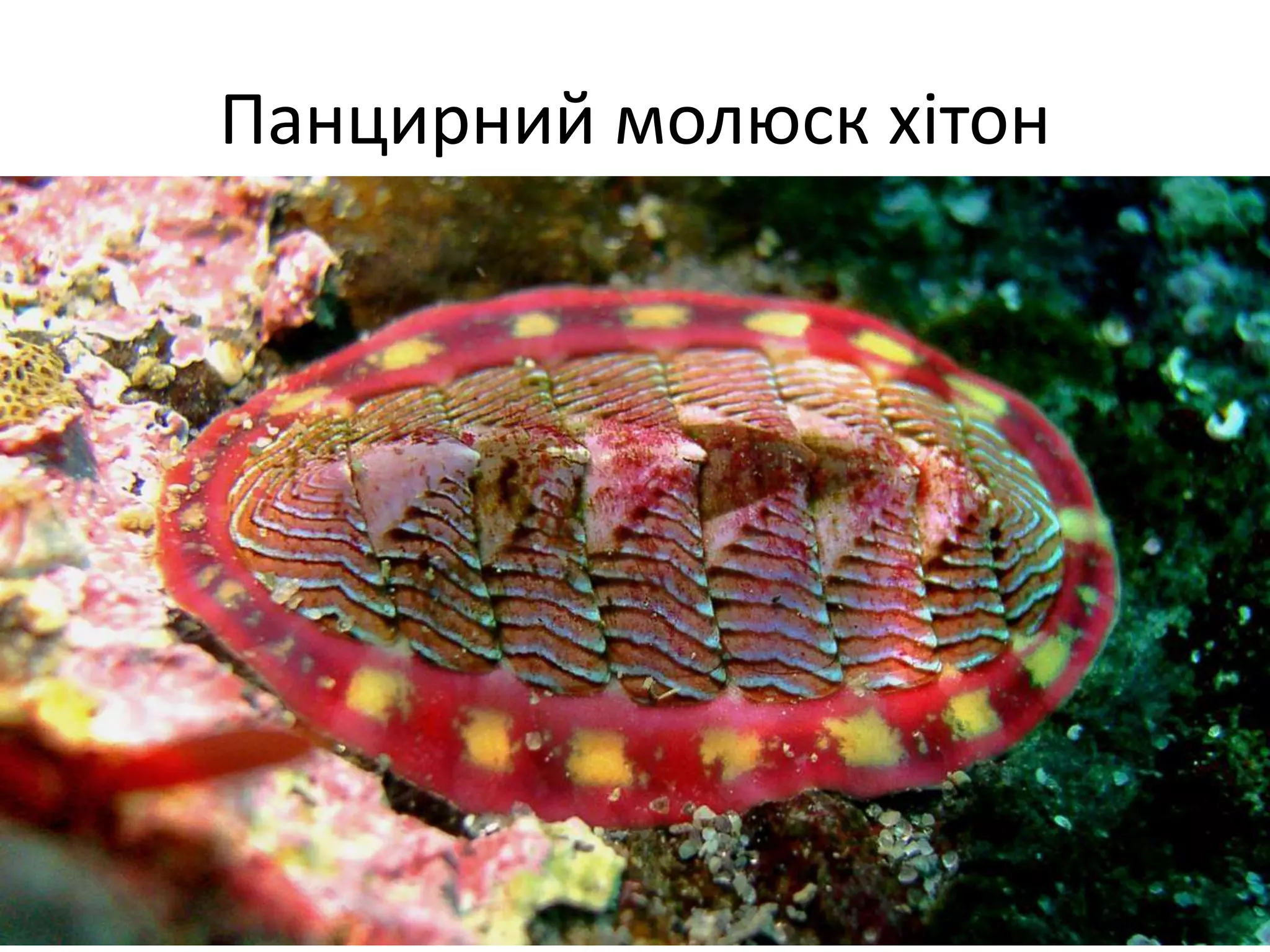 Панцирний молюск хітон
 
