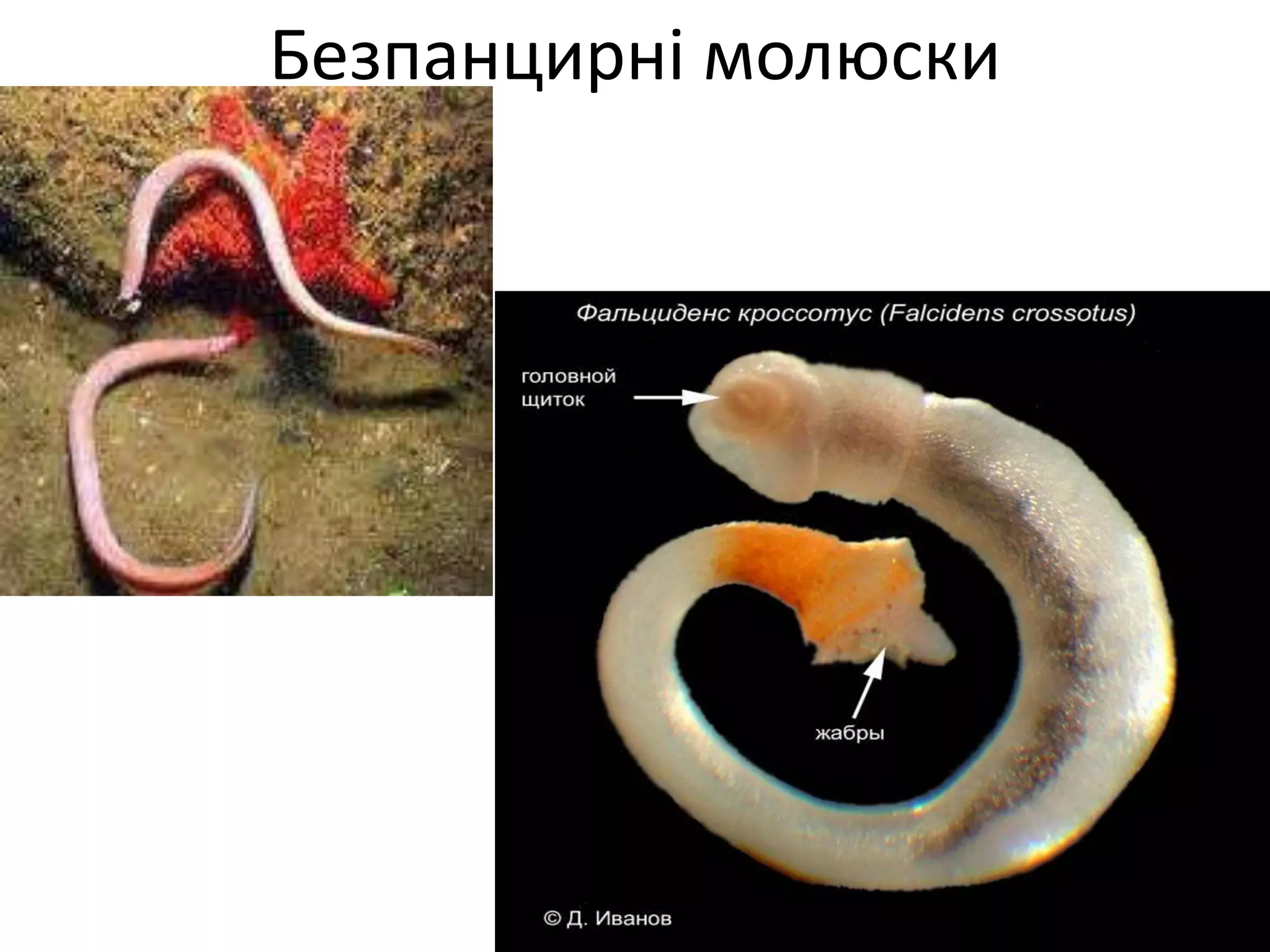 Безпанцирні молюски
 