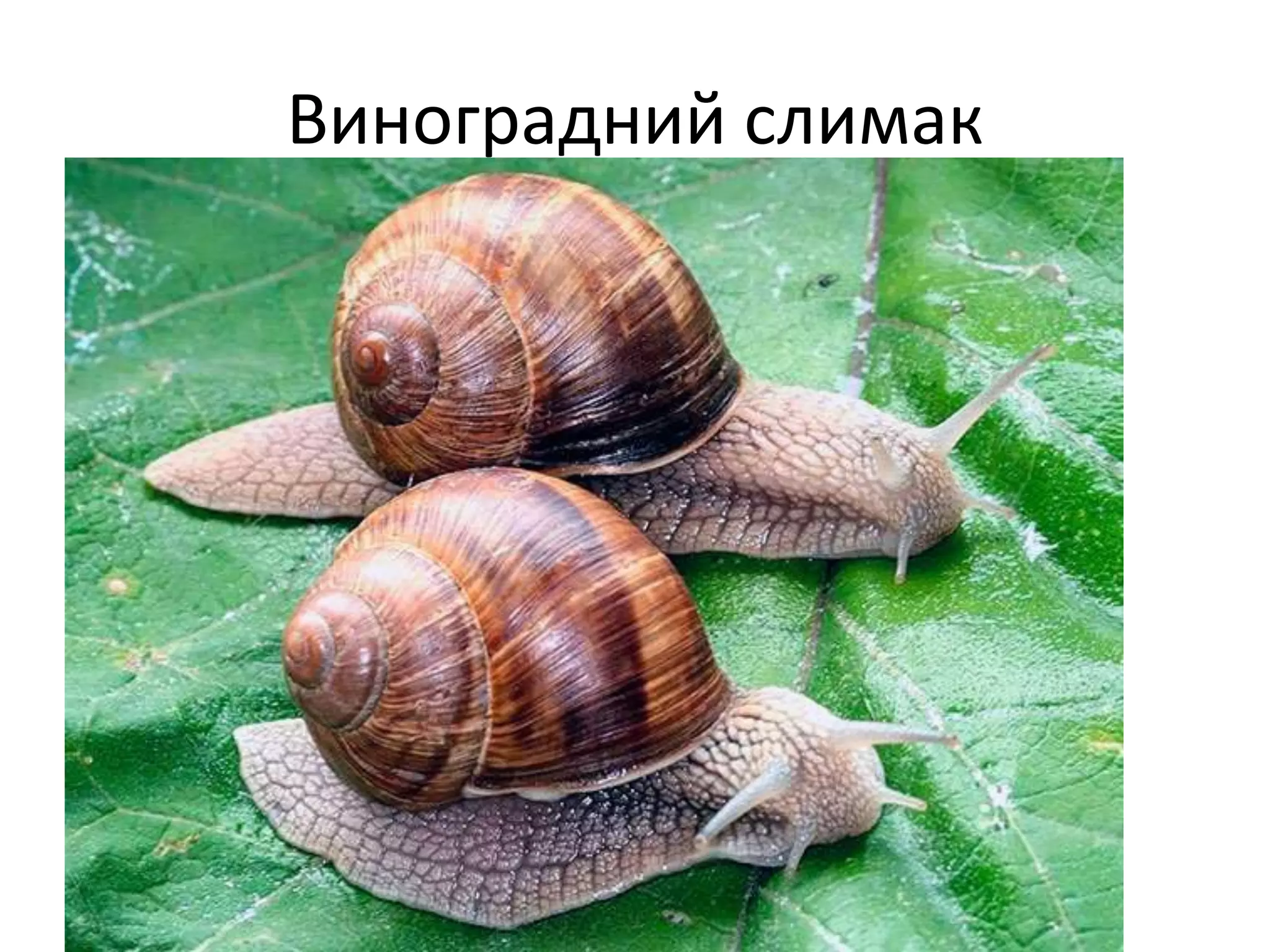 Виноградний слимак
 