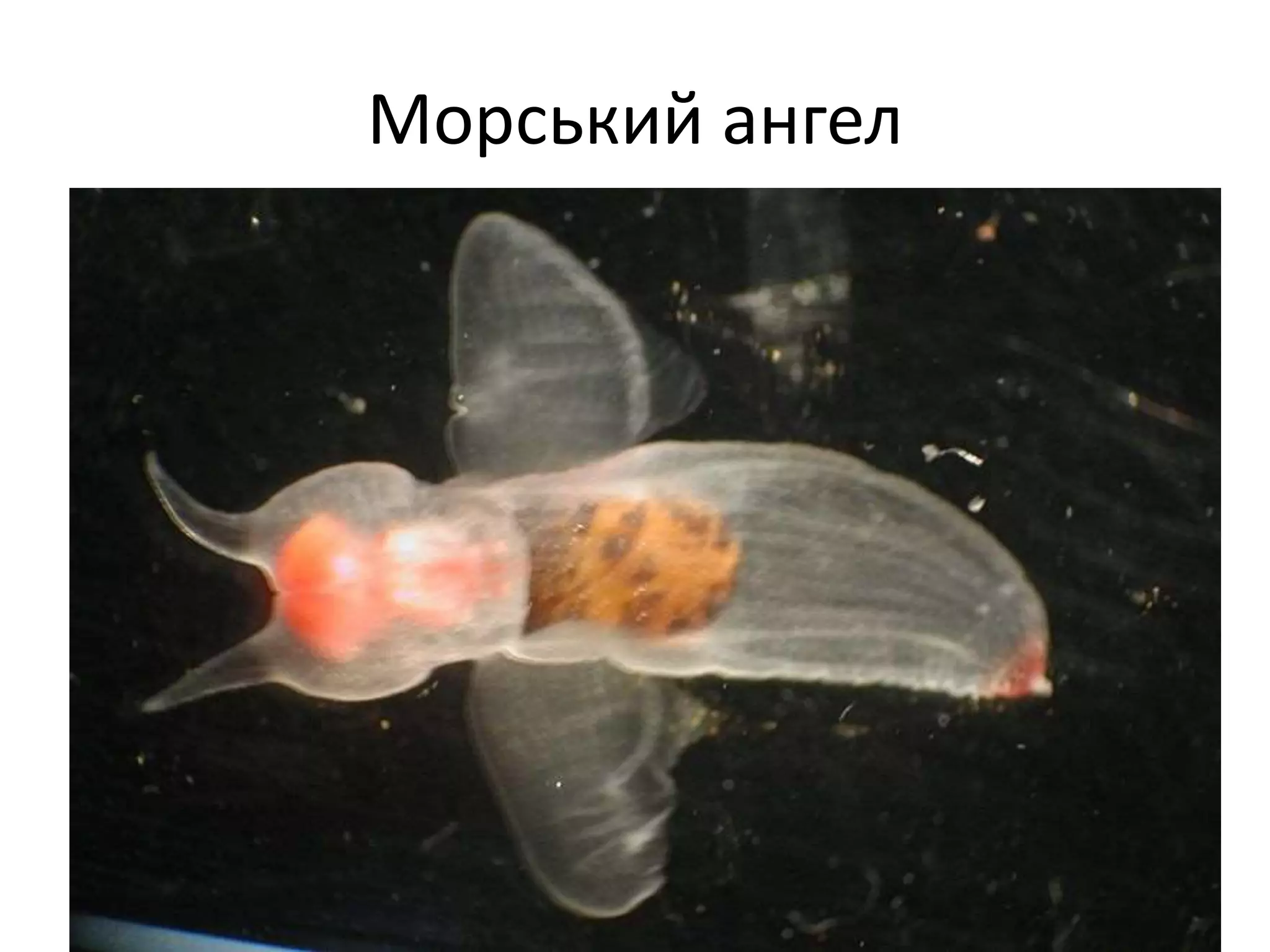 Морський ангел
 