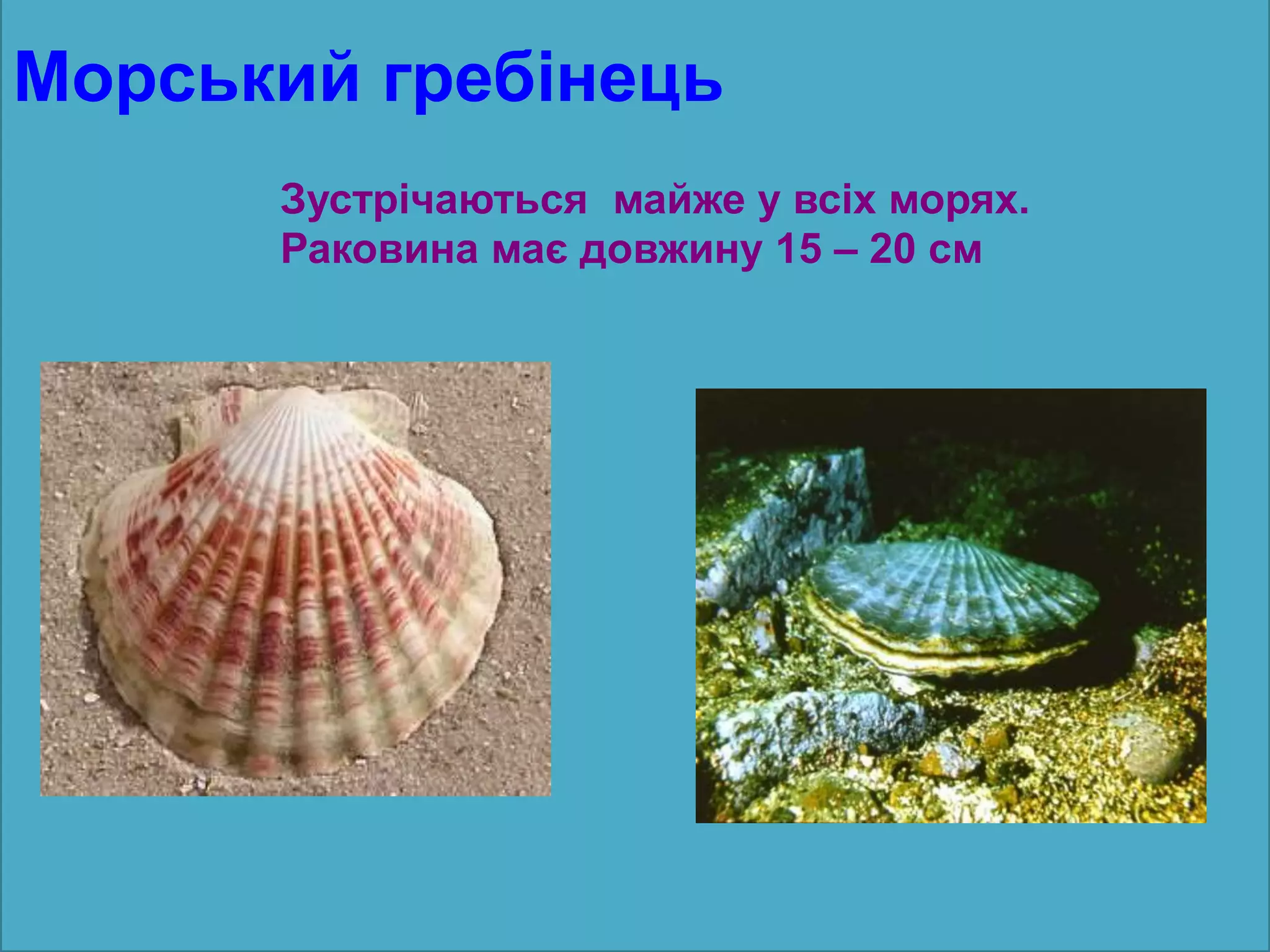 Морський гребінець
Зустрічаються майже у всіх морях.
Раковина має довжину 15 – 20 см
 