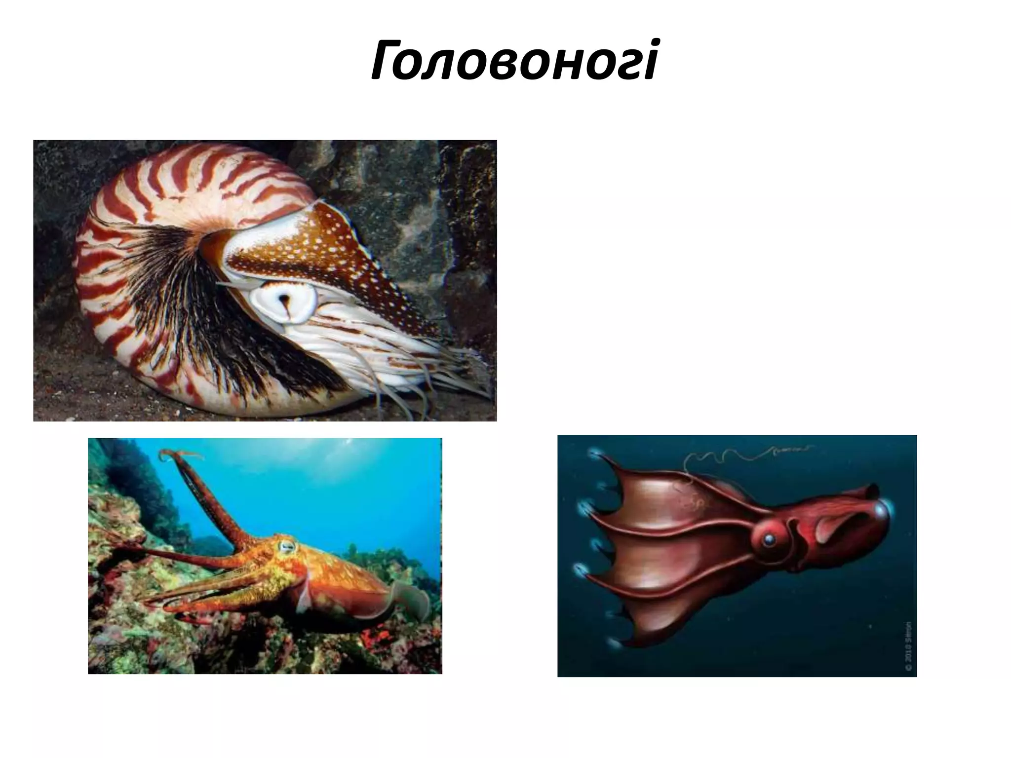 Головоногі
 