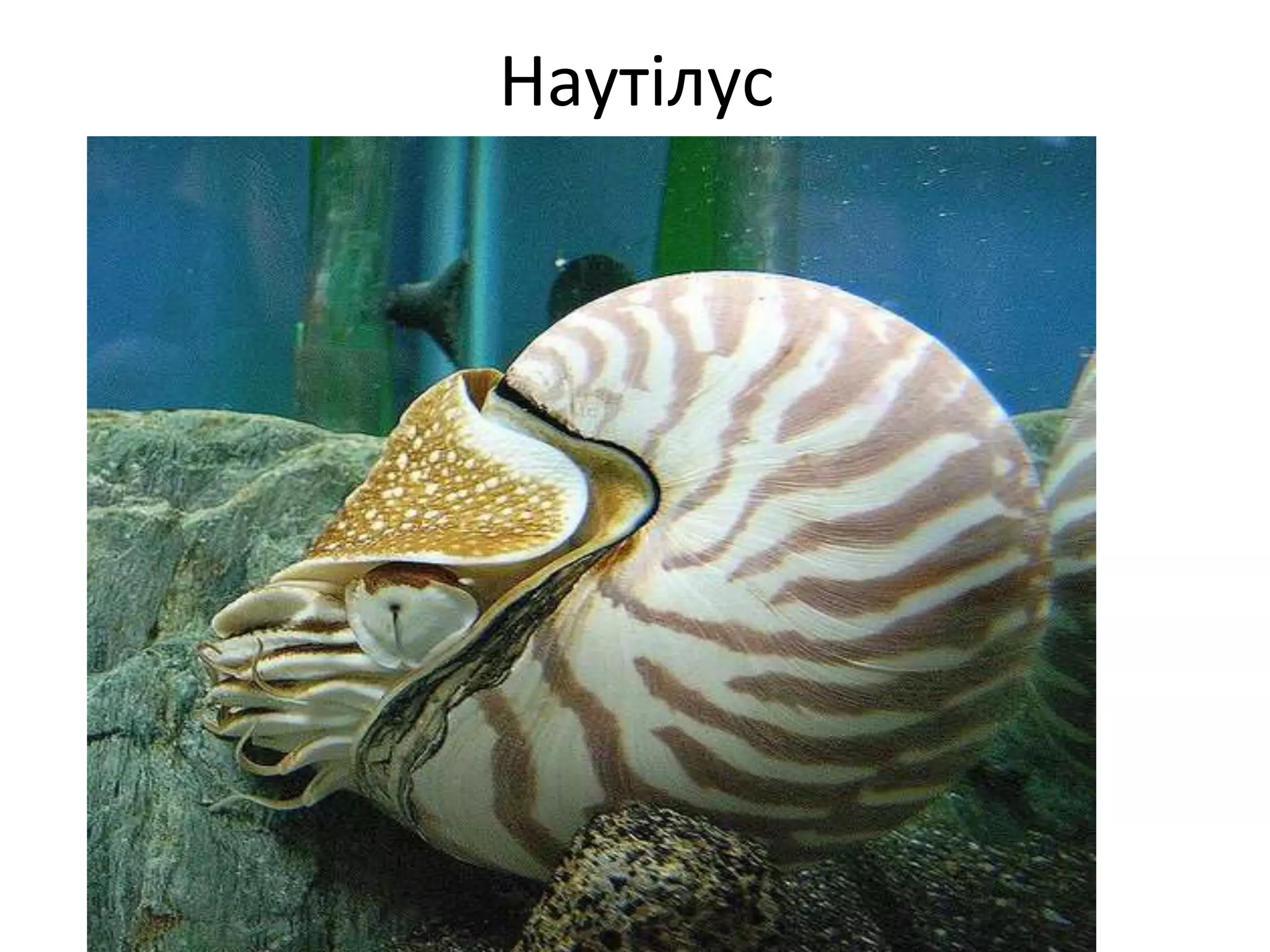 Наутілус
 