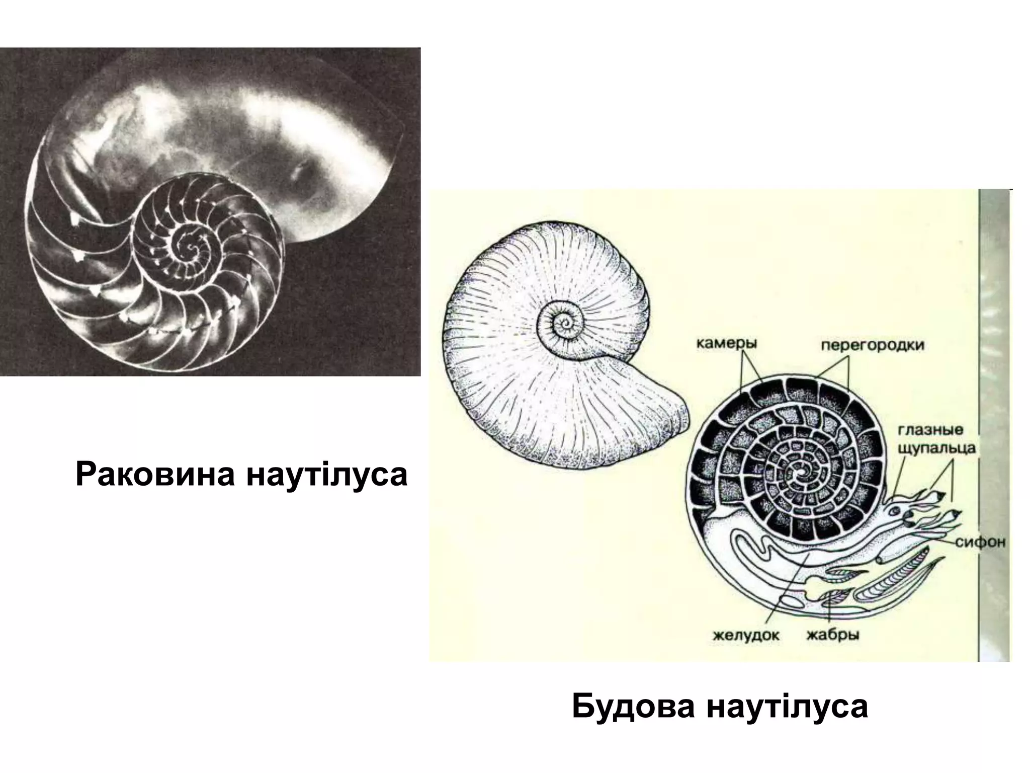 Раковина наутілуса
Будова наутілуса
 