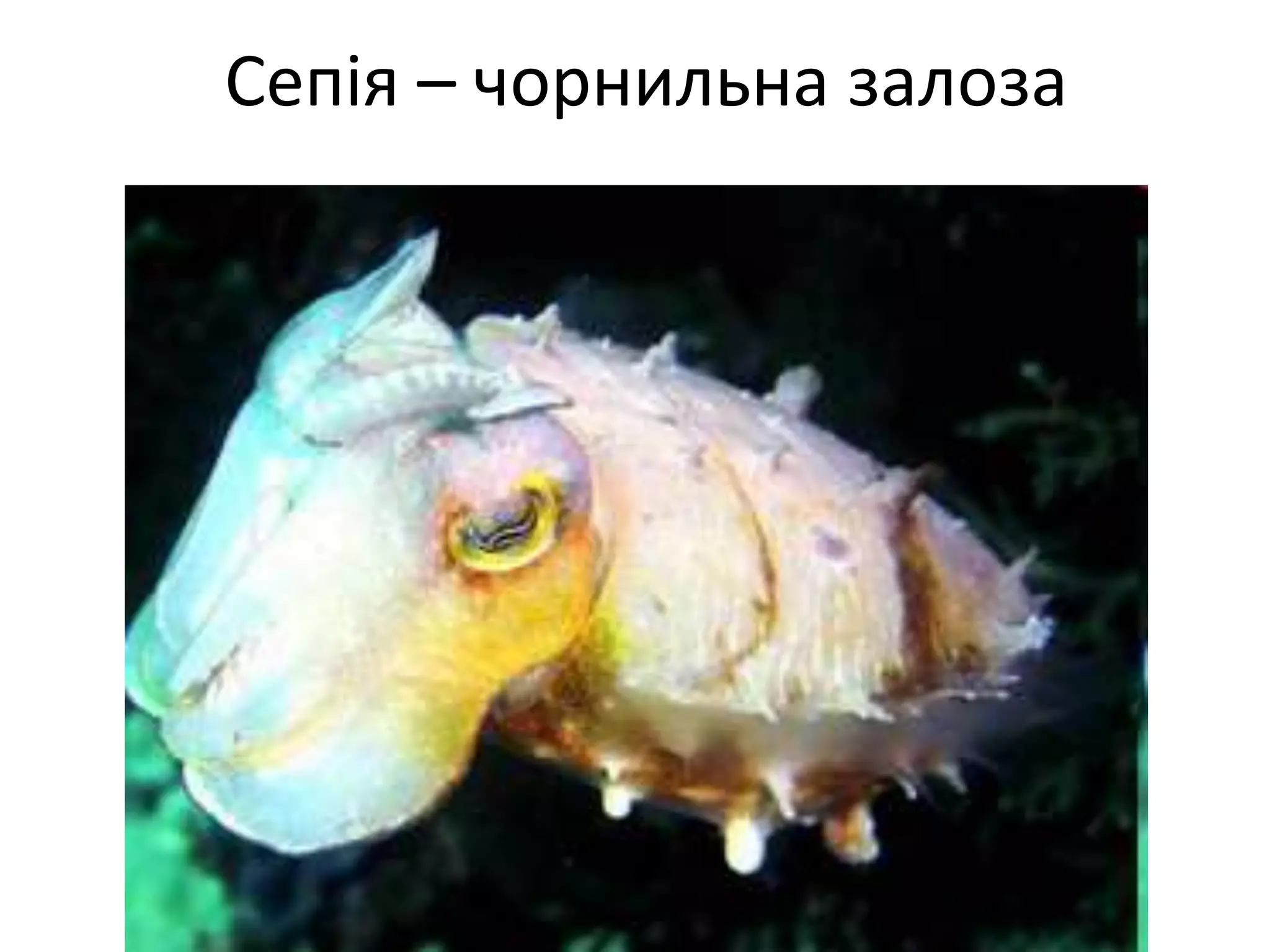 Сепія – чорнильна залоза
 