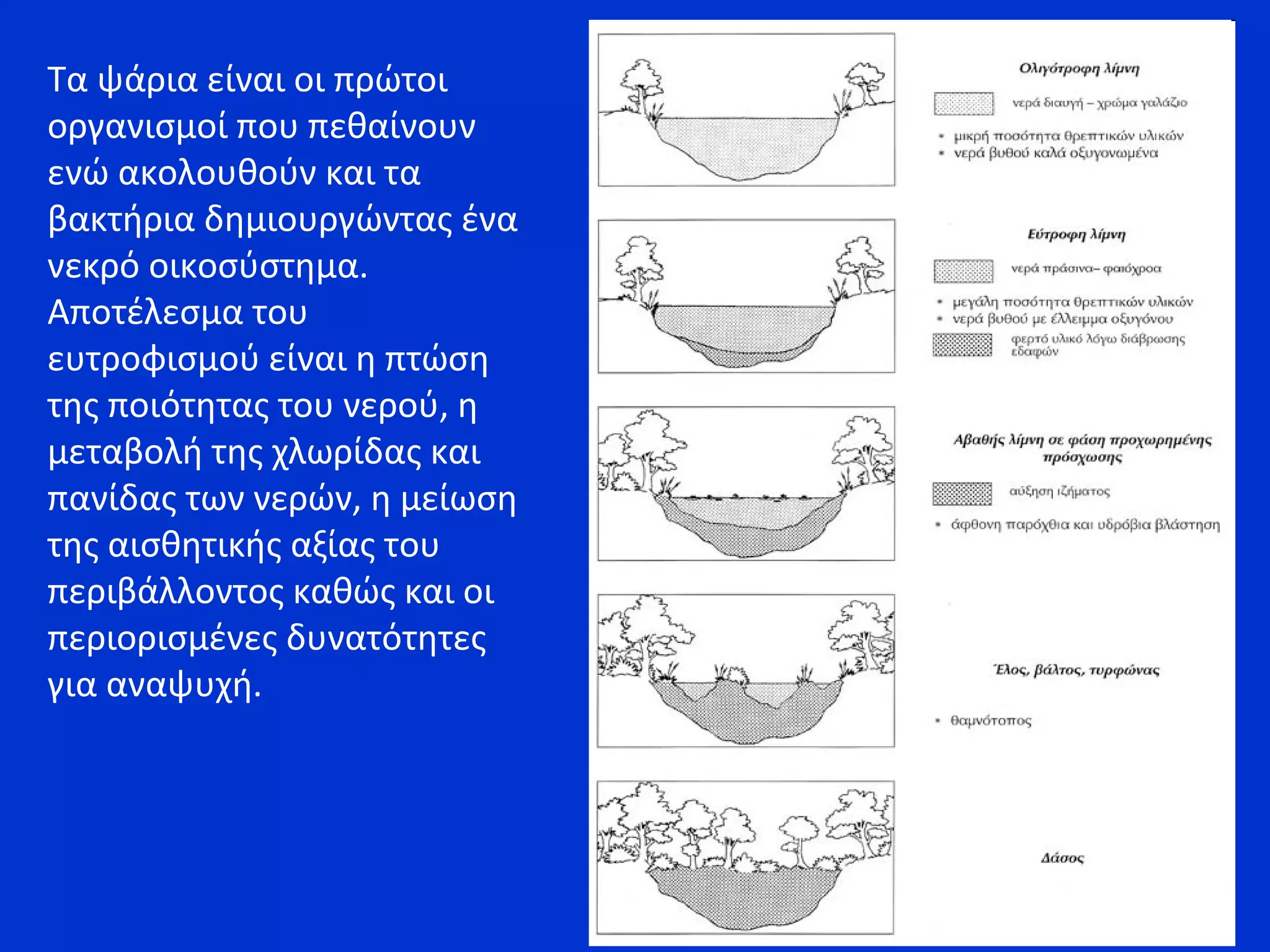 Τα ψάρια είναι οι πρώτοι
οργανισμοί που πεθαίνουν
ενώ ακολουθούν και τα
βακτήρια δημιουργώντας ένα
νεκρό οικοσύστημα.
Αποτέλεσμα του
ευτροφισμού είναι η πτώση
της ποιότητας του νερού, η
μεταβολή της χλωρίδας και
πανίδας των νερών, η μείωση
της αισθητικής αξίας του
περιβάλλοντος καθώς και οι
περιορισμένες δυνατότητες
για αναψυχή.
 